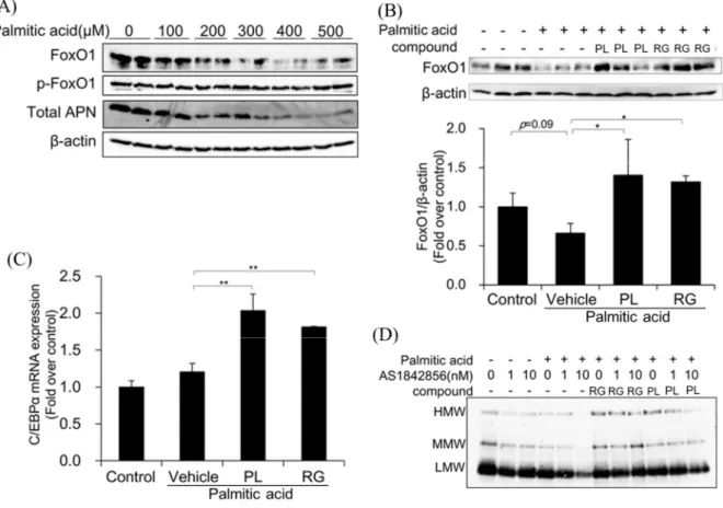 Figure  12.  Involvement  of  FoxO1  and  C/EBP  in  the  ameliorative  effects  of  panaxynol  on  HMW  adiponectin  secretion