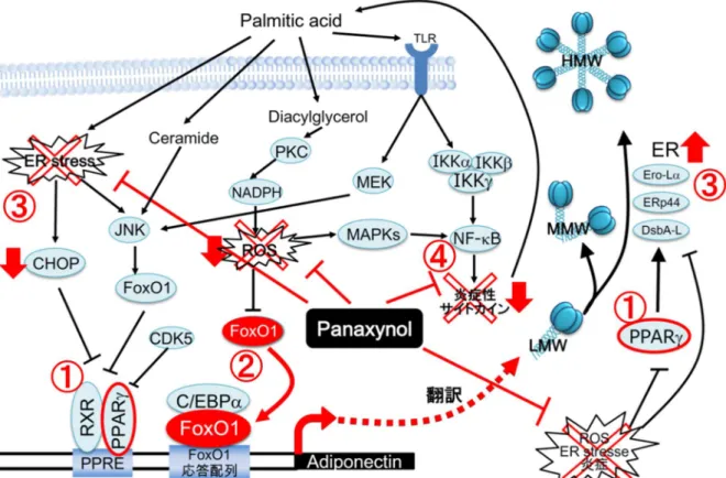 Figure 14. Ameliorative effect of panaxynol on the reduction in high-molecular-weight adiponectin secretion from  3T3-L1  adipocytes  treated  with  palmitic  acids