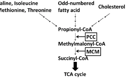 Fig. 1  先天性代謝異常症の分類
