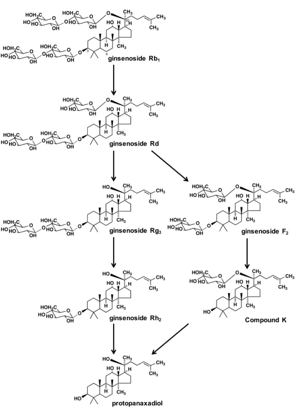 Fig. 2  Protopanaxadiol 系 ginsenoside 類の化学構造式と腸内細菌による予想代謝経路   