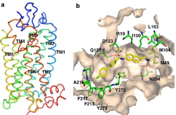 Figure  5.  Docking  model  of  1b  with  hMCHR1  generated  by  homology  modeling.  (a)  overall  structure (colored for helices) and (b) binding pocket of hMCHR1 with 1b (carbon atoms in yellow  for  ligand  and  in  green  for  receptor,  nitrogen  ato