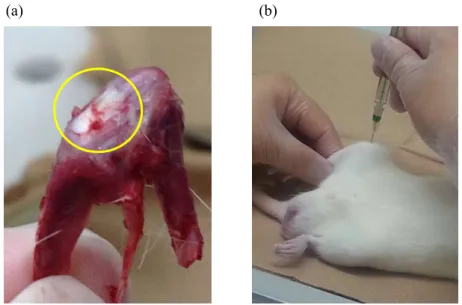 Fig. 4  (a) Dissected rat knee joint cavity and patellar tendon. 