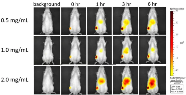 Fig. 6.  Optical images of fluorescence derived from ICG intra-articularly administered in the  rat knee joint as 0.5, 1.0, or 2.0-mg/mL solutions
