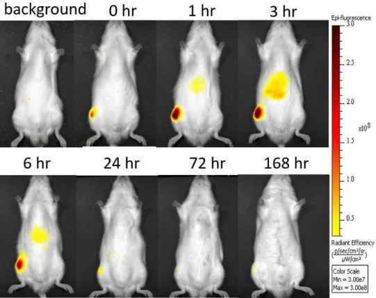 Fig. 7. Optical images of fluorescence derived from ICG intra-articularly administered in the  rat knee joint as a 1.0-mg/mL solution