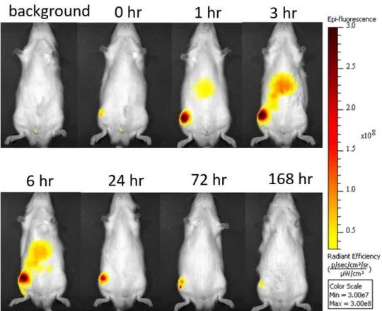 Fig. 10. Optical images of fluorescence derived from ICG intra-articularly administered in the  rat knee joint as a 1.0-mg/mL MC gel formulation