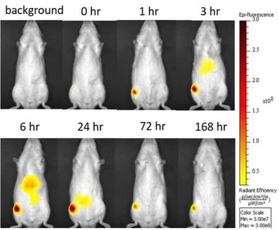 Fig. 12 Optical images of fluorescence derived from ICG intra-articularly administered in  the rat knee joint as a 1.0-mg/mL HA gel formulation