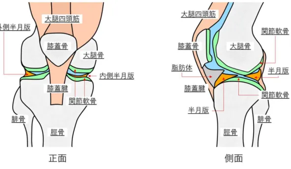 Fig. 1. Structure of the knee joint. 