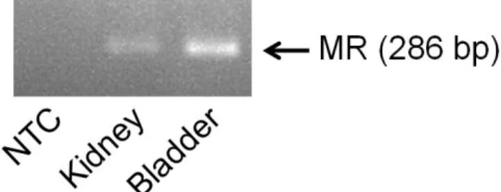 Fig.  6    Reverse  transcriptase-polymerase  chain  reaction  and  agarose  gel  electrophoresis  to  analyze  MR  expression  in  the  rat  urinary  bladder