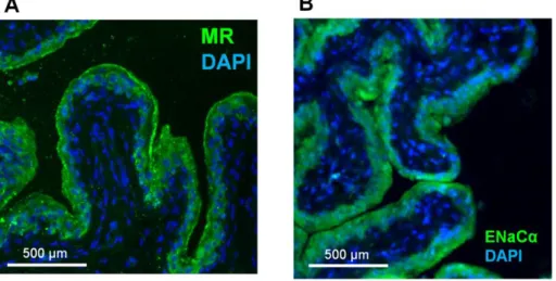 Fig.  7    Expression  and  localization  of  MR  and  ENaC  proteins  in  the  rat  urinary  bladder