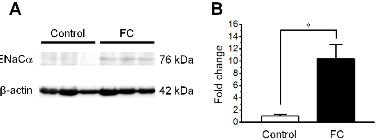 Fig. 9    Western blot analysis of the expression of epithelial sodium channel-α protein in  the  rat  urinary  bladder  after  three  days  of  fludrocortisone  administration
