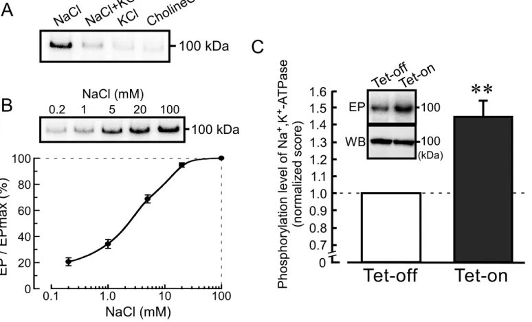 Figure 7 Na Cl Na Cl+ KC lKCl Ch olin eC l 100 kDa 0.2 1 5 20 100NaCl (mM) 100 kDa 0.1 1.0 10 100 NaCl (mM)EP/EPmax(%)020406080100 Tet-off Tet-on1.21.41.31.11.00.90.80.71.51.6**PhosphorylationlevelofNa+,K+-ATPase(normalizedscore)Tet-offTet-on100100EPWB0(kD