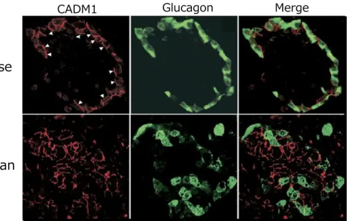 Figure 1-7.    マウス・ヒトの膵島細胞における接着分子 CADM1 の分布。