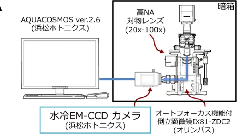 Figure 2-2.    生物発光イメージングの概略図。 A) 発光イメージング装置模式図。簡易暗箱中に設置した水冷式 EM-CCD カメラ搭載顕微鏡に よって捉えた発光シグナルを画像解析ソフト AQUACOSMOS によって解析する。 B) タイムラプスイメージングとビデオレートイメージングの概略図。ビデオレートイメージ ングでは、露光時間を 30 〜 500 msec/frame  に調節することができ、また転送時間による非露 光時間が  1.712 msec/frame  と極めて短いため、細胞の