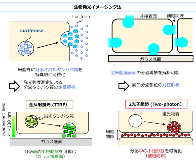 Figure 2-3.  開口分泌のイメージング法（生物発光イメージング法、全反射顕微鏡、 2 光子励起 顕微鏡）の特徴。生物発光イメージング法は、分泌されたルシフェラーゼと培養液に加えた ルシフェリンの酵素反応によって生じる発光を測定する。さらに、他のガラス接着面だけで なく、細胞間隙や非接着面の分泌現象を観察することが可能である。一方で、広く用いられ ている全反射顕微鏡では、開口分泌のみならず、ガラス接着部位において分泌前の小胞動態 を観察することができる。また、 2 光子励起顕微鏡では、細胞外液に蛍光