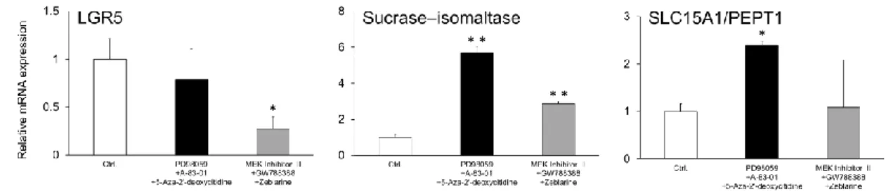 Fig. 2. Relative mRNA expression levels of LGR5, sucrase–isomaltase, and SLC15A1/PEPT1 in  differentiated enterocyte-like cells 