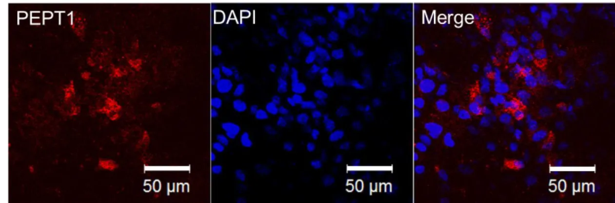 Fig. 6. Immunofluorescence staining analysis of PEPT1 in the differentiated enterocyte-like cells  After differentiation, the cells were stained with PEPT1 (red) , and DAPI (blue) 
