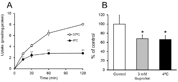 Fig. 7. Uptake of glycylsarcosine in the differentiated enterocyte-like cells 