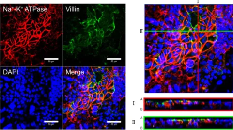 Fig. 9. Immunofluorescence staining analysis of villin and Na + –K +  ATPase in the differentiated  enterocyte-like cells 