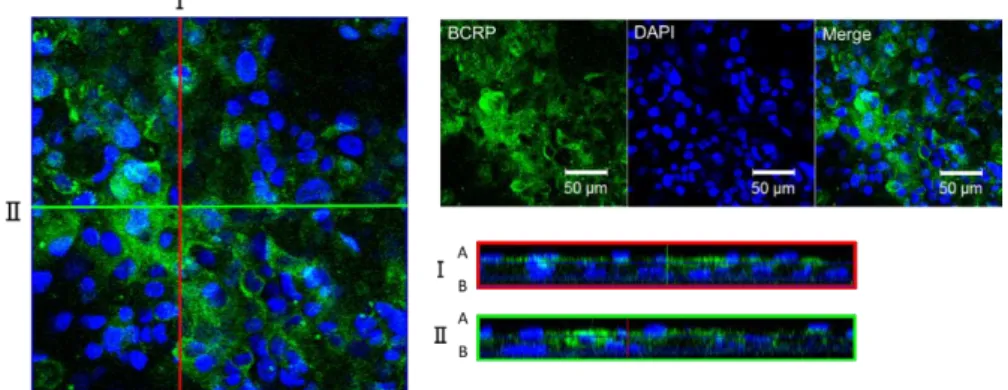 Fig. 11. Immunofluorescence staining analysis of BCRP in the differentiated enterocyte-like cells  The enterocyte-like cells were seeded on Matrigel-coated cell culture inserts