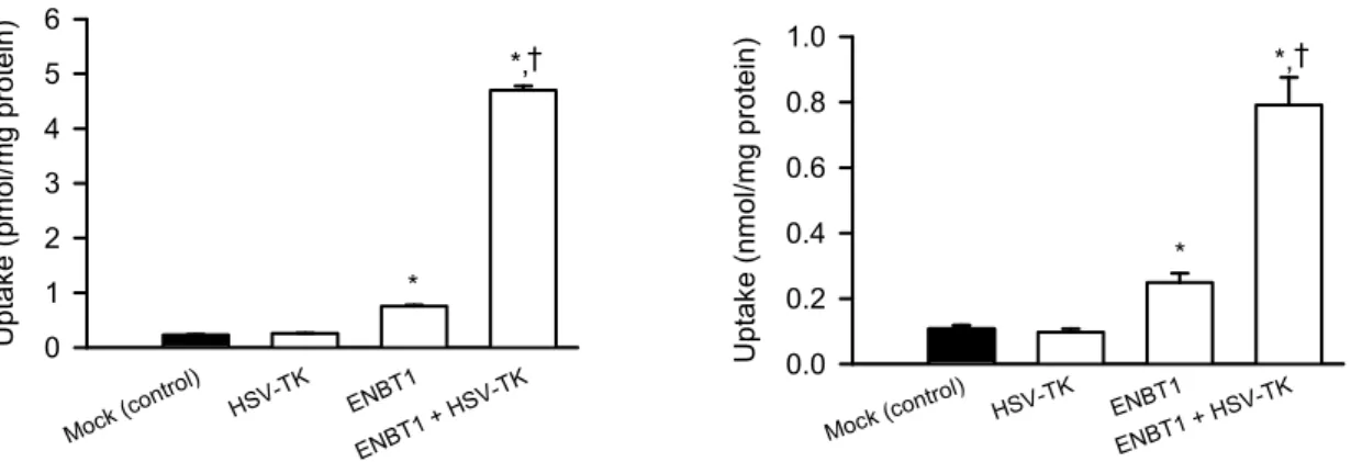 Fig.  11.  Effect  of  transient  expression  of  ENBT1  and  HSV-TK  on  GCV  uptake  in  HEK293 cells 