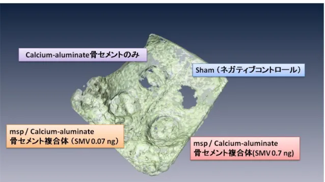 Fig.  2-7 に 移 植 6 週 間 後 の マ イ ク ロ CT 画 像 を 示 す 。 sham 群 や 、