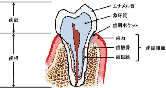 Fig. 1-1 The structure of tooth and alveolar bone 