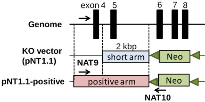 Fig. 4. Schematic structure of pNT1.1-positive plasmid. 