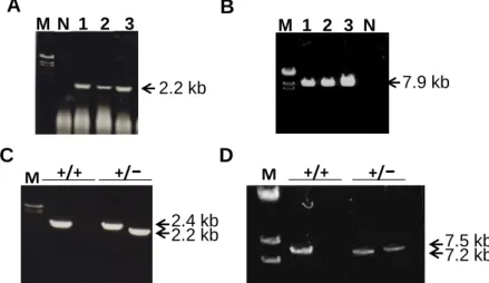Fig. 5. Generation of  fad24  KO mice. (A) PCR analysis to detect short arm recombination  in transfected ES cells using primers NAT9 and NAT10