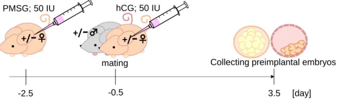 Fig. 7 The method of collecting preimplantation embryos.   