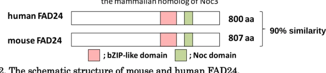Fig. 2. The schematic structure of mouse and human FAD24. 