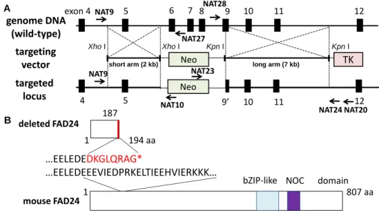 Fig. 3. Generation of  fad24  knockout mice. (A) Schematic representation of the  fad24 locus, the targeting vector, and the targeted locus