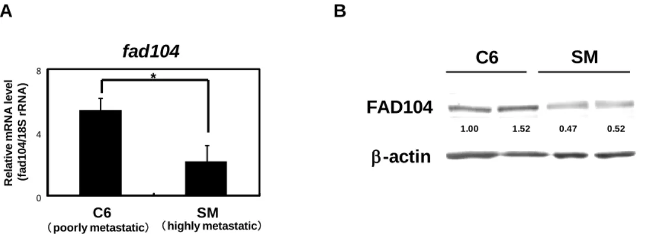 Fig. 3 The expression level of fad104  in  highly  metastatic A375SM cells is lower than that in  poorly metastatic A375C6 cells