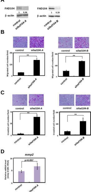 Fig. 4  Reduction  of fad104  facilitates  migration  and  invasion  of  A375C6 cells