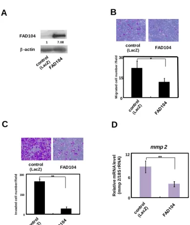 Fig. 5 Over-expression of FAD104 inhibits migration and invasion of A375SM cells. A, FAD104  over-expression in A375SM cells