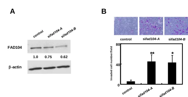 Fig. 6 Reduction of fad104 promotes invasion of A2058 cells. A, Knockdown efficiency of fad104  in  A2058  cells