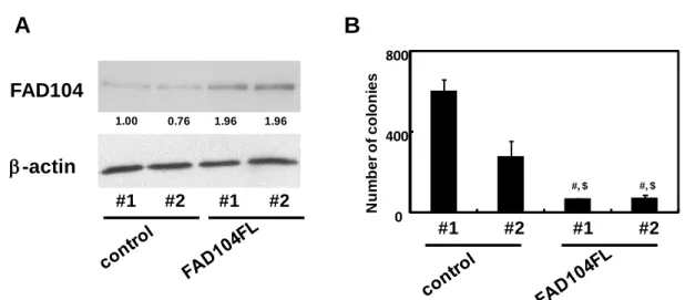 Fig.  8  Over-expression  of  FAD104  inhibits  colony  forming  activity  of  B16F10  cells