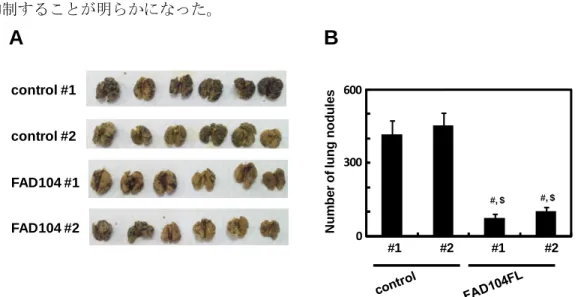 Fig.  9  Over-expression  of  FAD104  suppresses  metastasis  of  B16F10  cells.  A,  Appearance  of  murine lungs 15 days after injection of FAD104 over-expressing cells and control cells through the  tail vein of 6-week-old mice