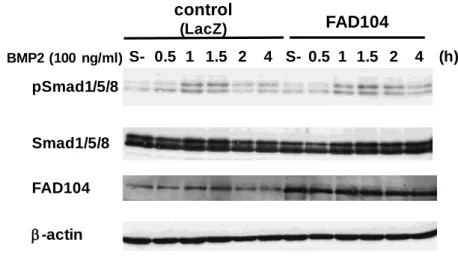 Fig. 10  The  phosphorylation  levels  of  Smad1/5/8 in  A375SM cells infected  with  adenoviruses  expressing FAD104 or LacZ