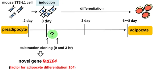 Fig. 1 The process of adipocyte differentiation and isolation of a novel gene, fad104