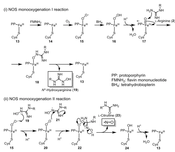Fig. 2-5 NOS によるアルギニンからの NO 発生の予想される反応機構 15