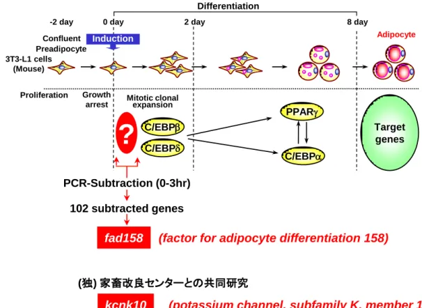 Fig. 2. Stages in adipocyte differentiation and the isolation of fad158 and kcnk10 in the early  stage of adipogenesis