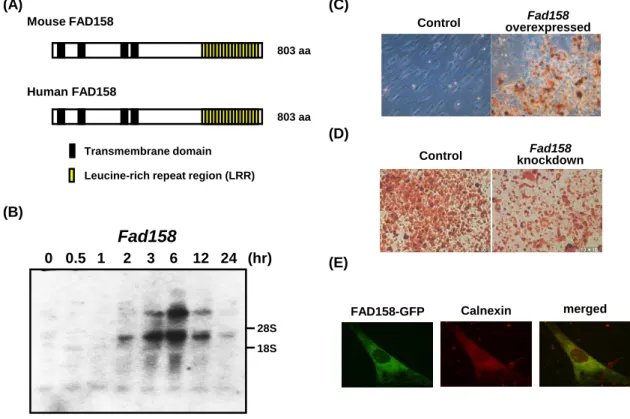 Fig. 3. Characterization of FAD158 and functional analysis of fad158 on adipogenesis. 
