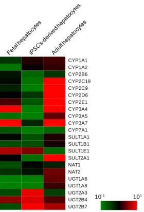 Figure  2-5 には CYP3A 及び UGT1A1 の発現に対する誘導剤の効果を示した．Collagen  I 上で培養した細胞は，DEX 及び RIF 処理により CYP3A4 遺伝子の発現がそれぞれ 2.5 倍及 び 3 倍に増加した．しかし，CYP3A5 及び CYP3A7 遺伝子の発現に顕著な増加は認められ なかった． Matrigel 上で培養した細胞は， CYP3A 遺伝子の顕著な誘導は認められなかった．