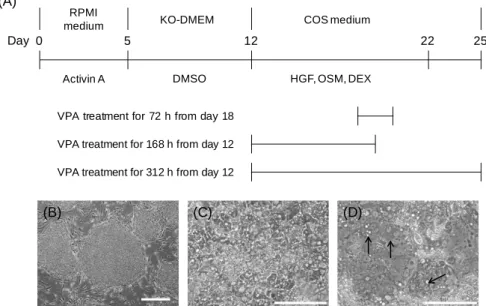 Figure  3-1.  Schematic of the protocols for the differentiation of human iPS cells into hepatocytes  and the identification of morphological changes 