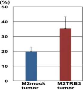 Fig.  7    PCNA  labeling  index  in  the  M2,  M2mock  and  M2TRB  tumors.    A  marked  difference  was  noted  between  M2mock  and  M2TRB3  tumors  but  this  difference  did  not  achieve statistical significance