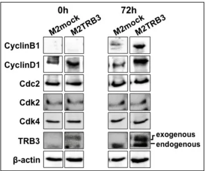 Fig.  9    Effects  of  the  TRB3  gene on protein expression. 