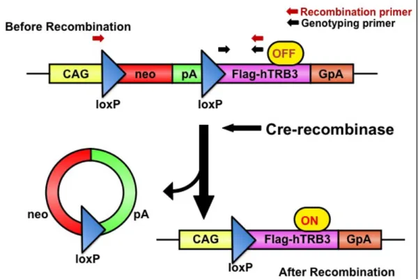 Fig.  10    Scheme  of  recombination  of  hTRB3  construct.    The  pCALNL-flag-hTRB3  construct is comprised of a hybrid CMV enhancer/chicken  β-actin (CAG) promoter, a cassette  for  the  neomycin  resistance  gene  flanked  by  loxP  sites,  and  a  se
