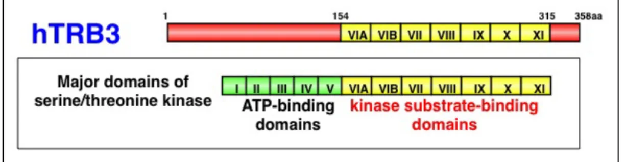 Fig. 2    TRB3 contains the classic substrate-binding domains of a protein kinase but not  ATP-binding and kinase-activating domains