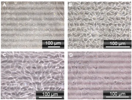 Figure 13.  Morphologic changes in hepatocytes differentiation stages.