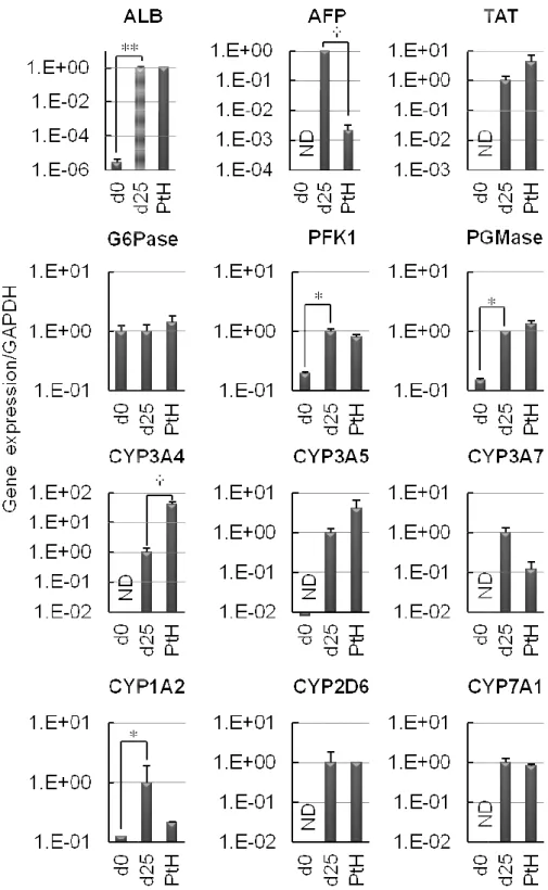 Figure 15.  Expression of hepatocyte markers on day 25